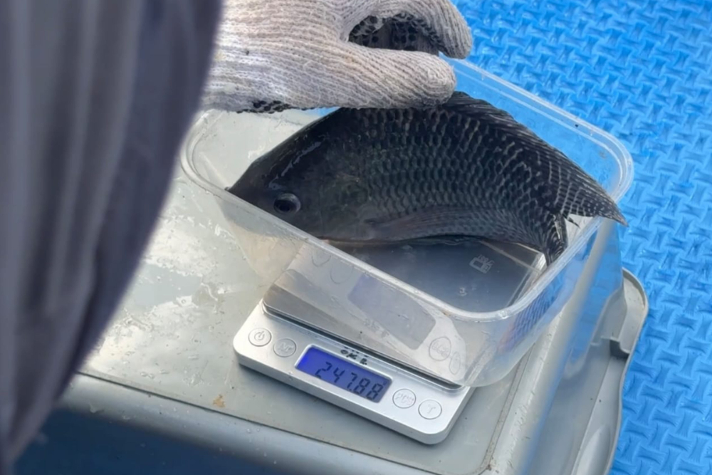  Menilik Hasil Uji Coba Maggot, Pakan Ikan Air Tawar yang Ekonomis dan Ramah Lingkungan