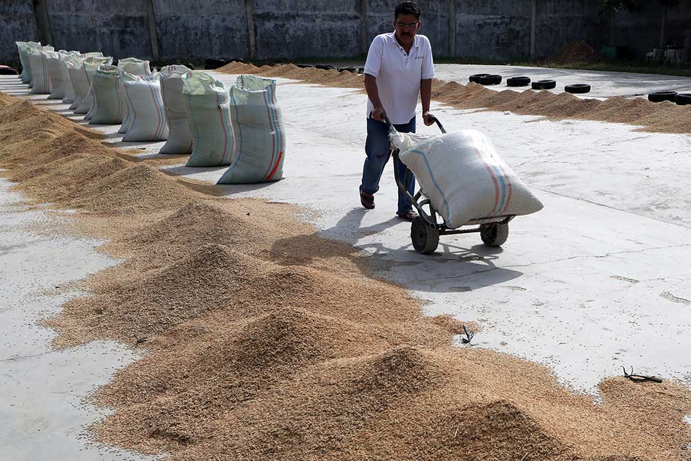  BPS Mencatat Produksi Beras Nasional Meningkat 11.95%