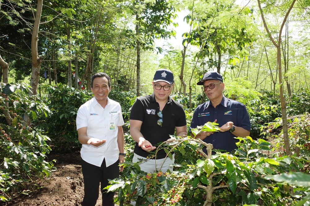  Dukung Produktivitas Petani, Kementerian BUMN Apresiasi Turn Around Kopi PTPN di Kawasan Ijen