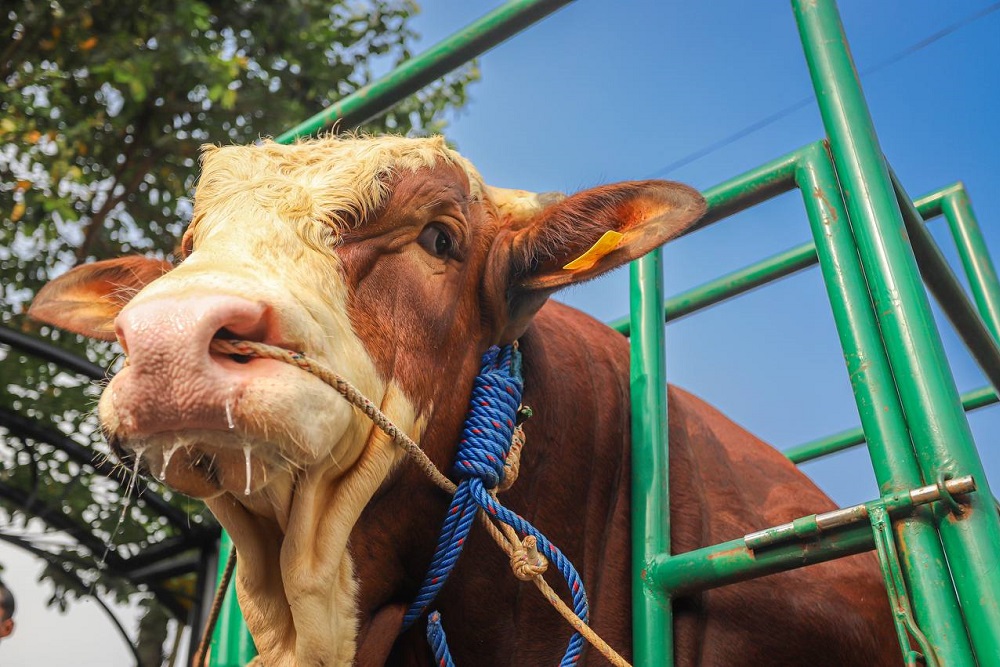  22 Ekor Sapi Kurban dari Presiden Prabowo Disebar di Seluruh Daerah di Sumbar
