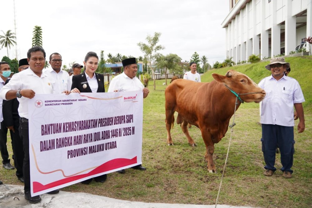 Sapi Kurban dari Presiden Prabowo Mulai Terdistribusi di Maluku Utara