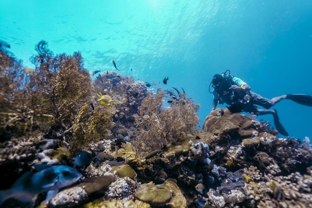  Istana Pastikan Kasus Raja Ampat Ditindaklanjuti: ESDM dan KLH Sudah Ambil Langkah