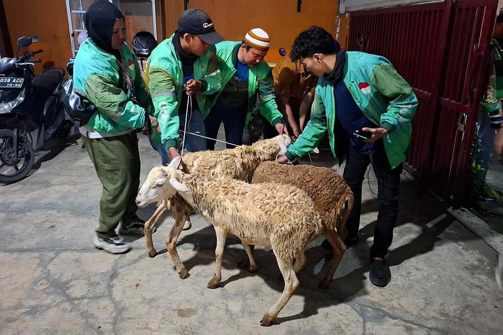  Grab Bagikan Ratusan Ekor Kambing Kurban Kepada Mitra Pengemudi Sebagai Bentuk Apresiasi