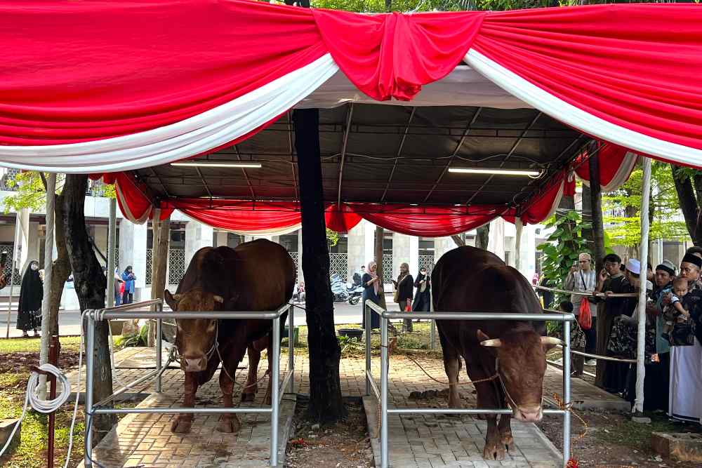 Sapi kurban milik Presiden Prabowo (Brawijaya) dan sapi kurban milik Wapres Gibran (Jack), di Masjid Istiqlal, Jakarta, Jumat (6/6/2025)/Bisnis-Annisa Nurul Amara