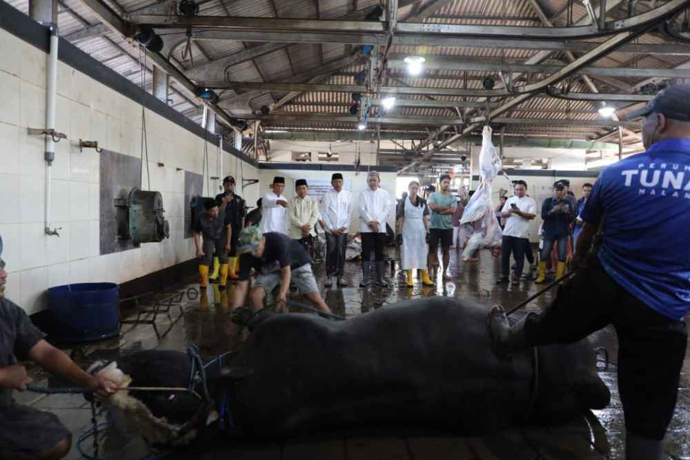 Wali Kota Malang, Wakil Wali Kota, dan Fokopimda menyaksikan proses penyembelihan sapi bantuan Presiden Prabowo dibawa ke RPH-PD Tugu Aneka Usaha, Jumat 6 Juni 2025/Istimewa
