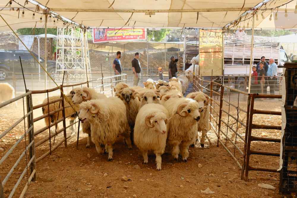 Ternak yang dijual dikumpulkan di sebuah kandang, menjelang hari raya Idul Adha, di Amman, Yordania, 2 Juni 2025/REUTERS-Jehad Shelbak