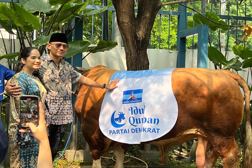  AHY Kurban Sapi Limosin Seberat 1,2 Ton, Datang Langsung dari Pacitan