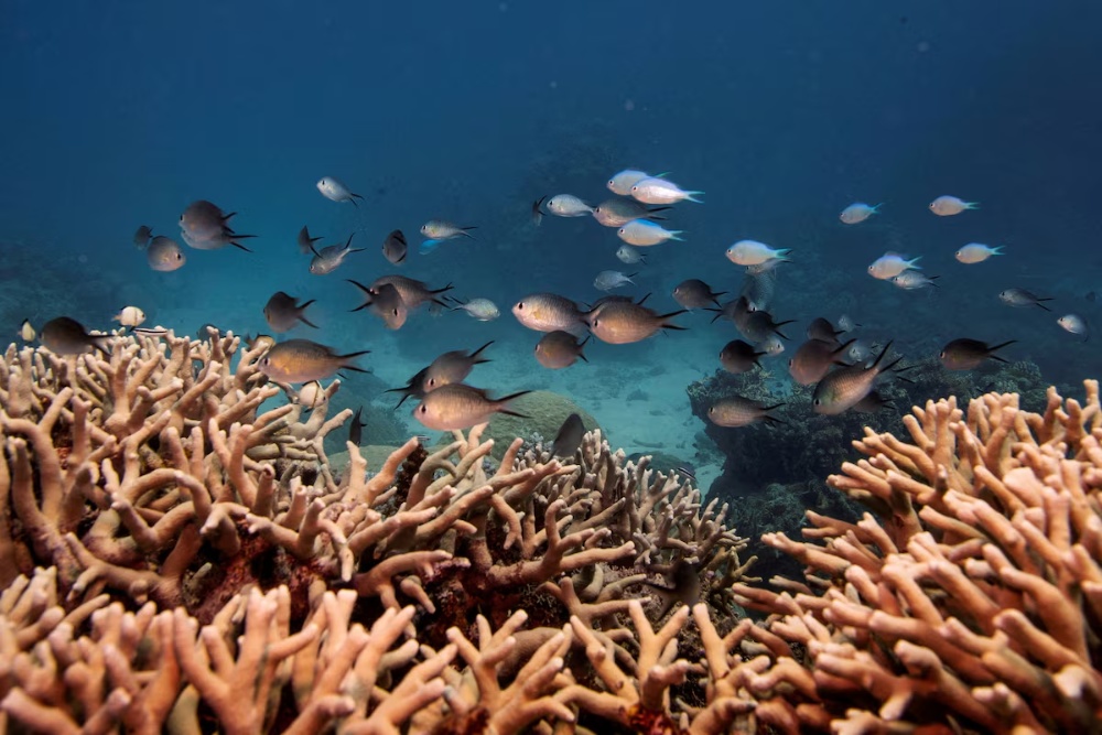  Gelombang Panas di Australia, Indonesia dan Sekitarnya Pengaruhi 10% Laut Global