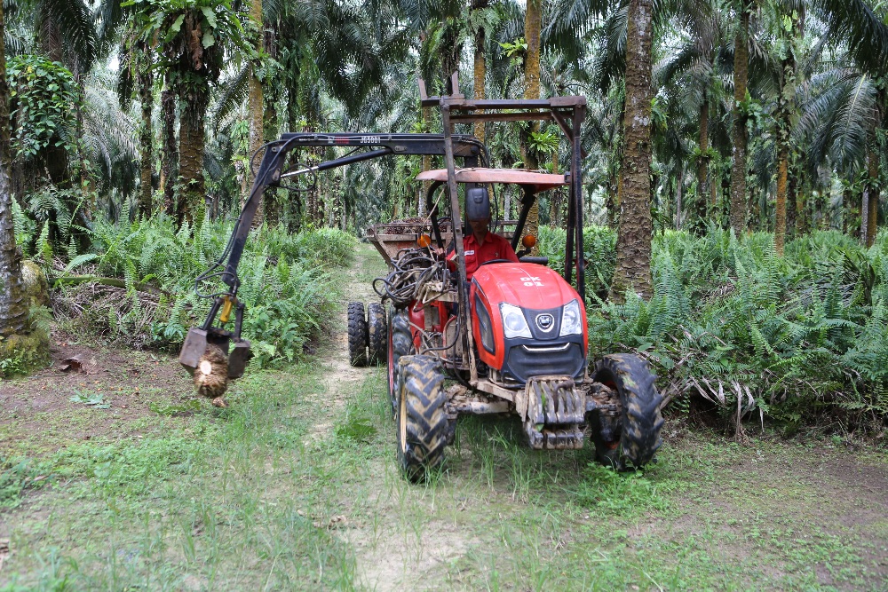  Guyuran Capex Jumbo DSNG, SSMS & AALI Siap Genjot Bisnis Sawit 2025