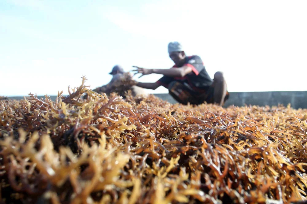  Pabrik Rumput Laut Baru akan Dibangun di Sulsel