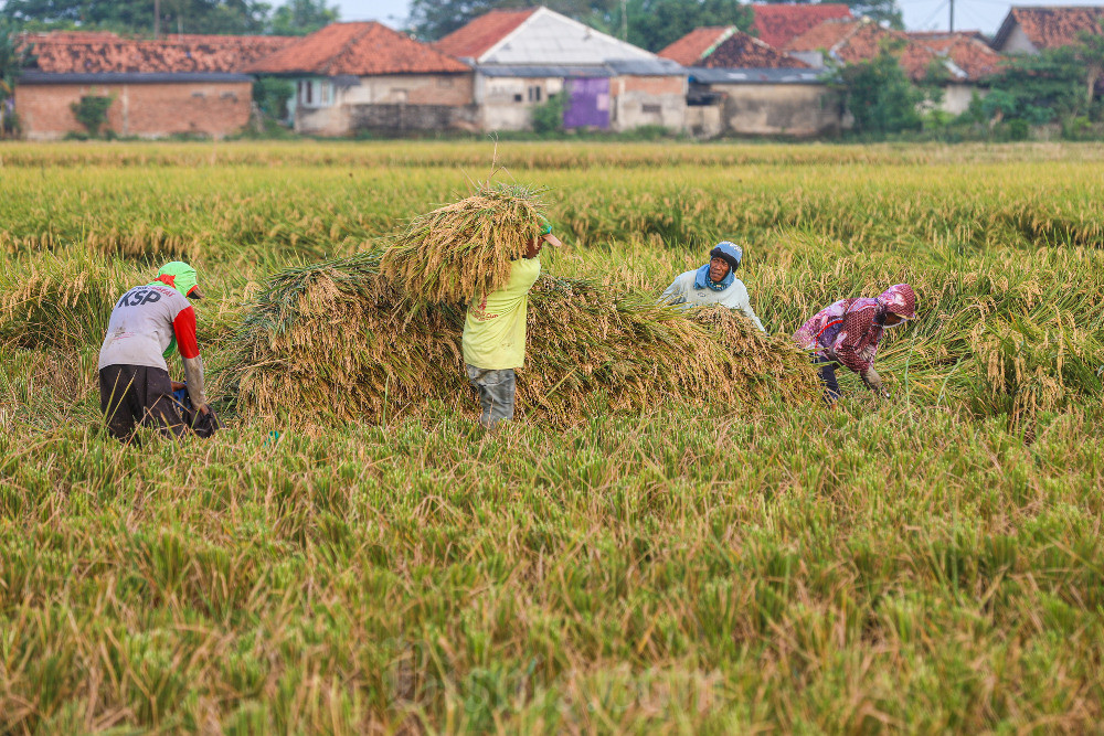  Jelajah Daulat Pangan 2025: Petani Cirebon Khawatirkan Dampak Kemarau Basah