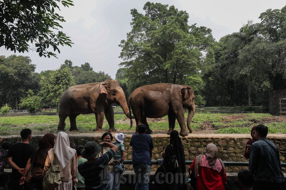  Selama Libur Iduladha 80.000 Orang Berlibur Di Ragunan