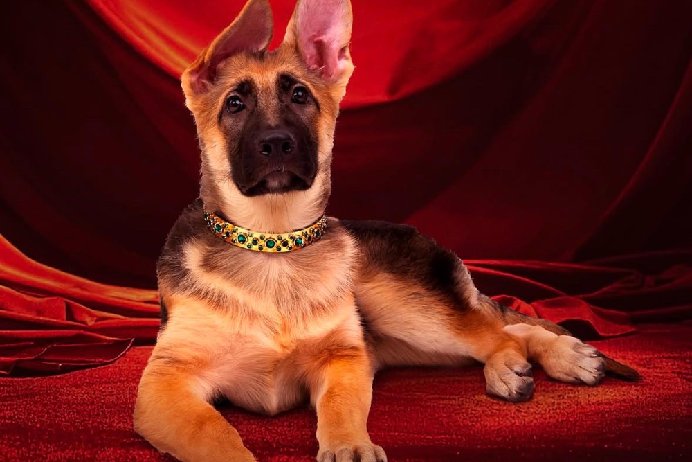  Kenalan dengan Anjing Terkaya di Dunia, Punya Kekayaan Rp6,5 Triliun