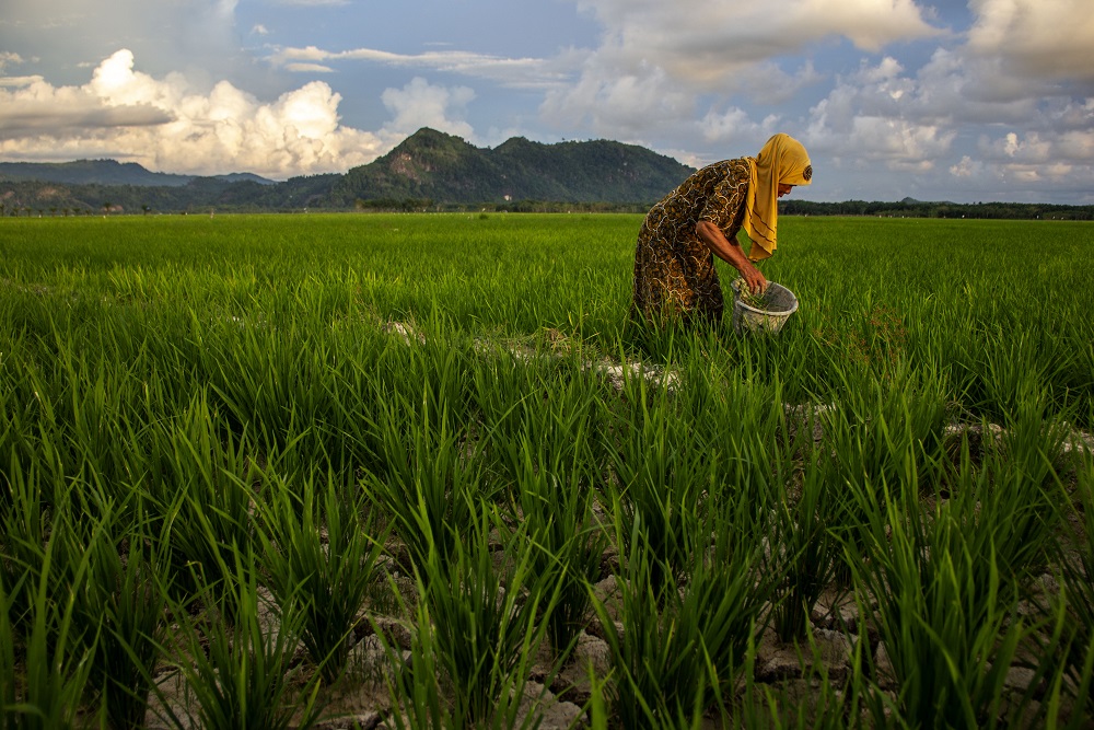  Jelajah Daulat Pangan 2025: Tantangan dan Inovasi Sumbar Meningkatkan Produktivitas Padi