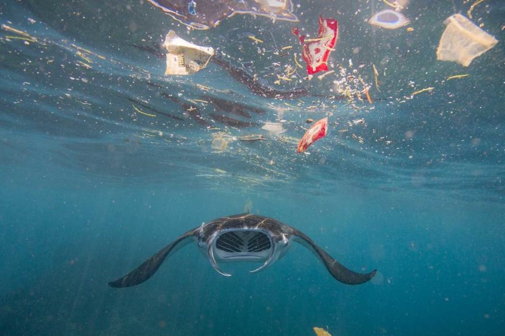  Jelang COP30, Brasil Terima Pendanaan Rp117,17 Miliar Konservasi Ekosistem Laut