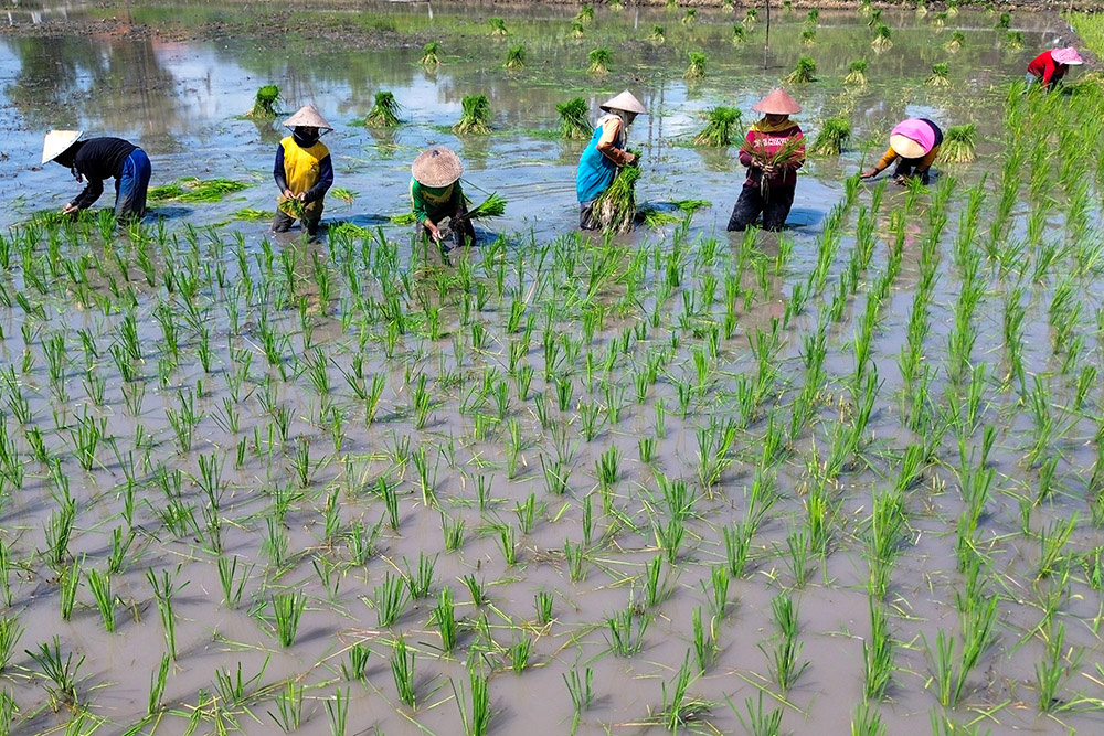  Nilai Tukar Petani Mei 2025 Menurun