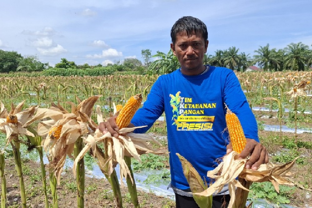  Jelajah Daulat Pangan 2025: Dulu Tanam Buah Kini Petani di Pekanbaru Beralih ke Jagung