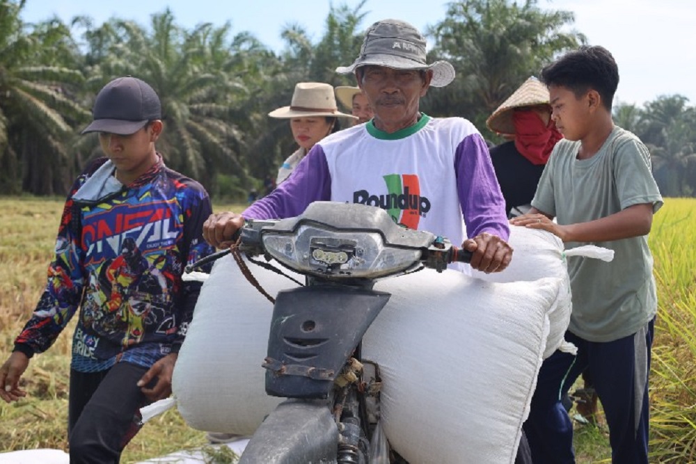  Jelajah Daulat Pangan 2025: Berkat Prabowo, Petani Bunga Raya Siak Nikmati Harga Gabah Tinggi