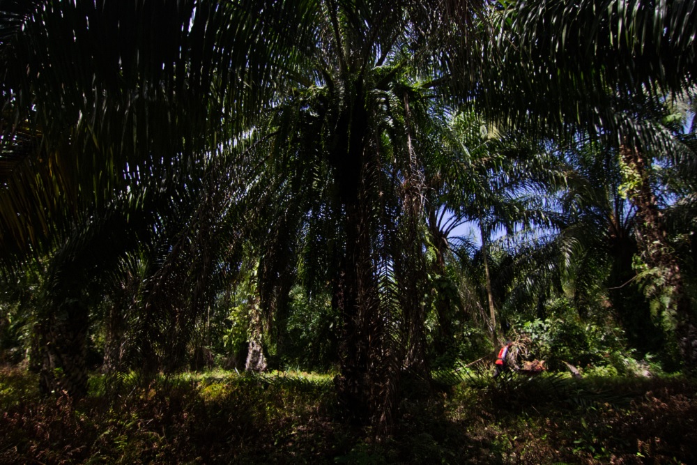  Pemprov Sumbar Rancang Pergub Mekanisme Penetapan Harga TBS