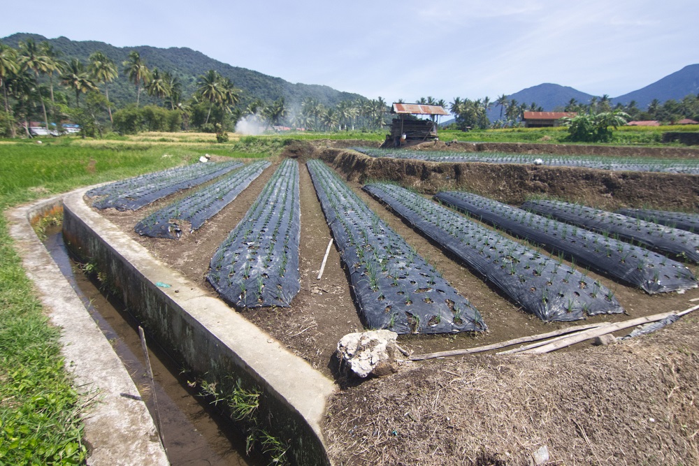  Jelajah Daulat Pangan 2025: Sumbar Rawan Bencana Alam dan Harapan Petani Hortikultura