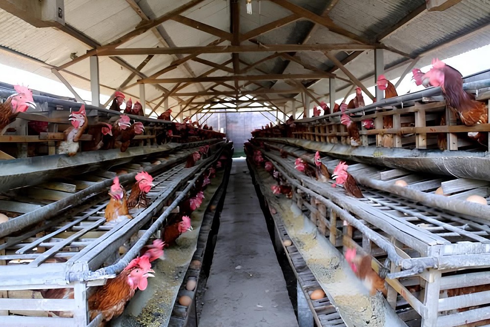  Jelajah Daulat Pangan 2025: Siasat Peternak Ayam Petelur Sumsel Jaga Produksi saat Cuaca Panas