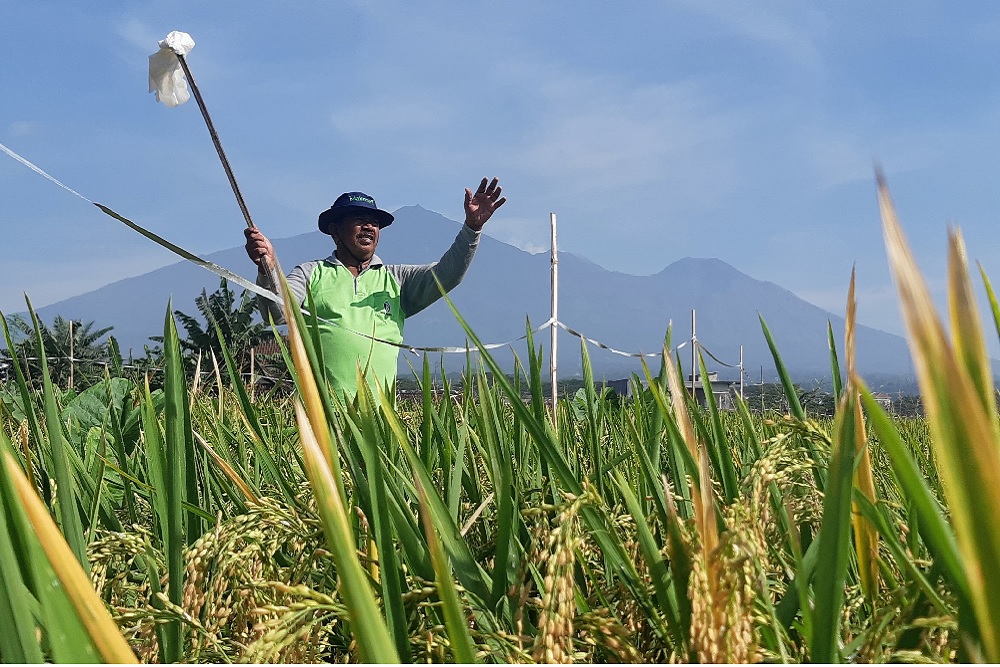  Jelajah Daulat Pangan 2025: Petani Sumberngepoh Konsisten Tanam Padi Organik