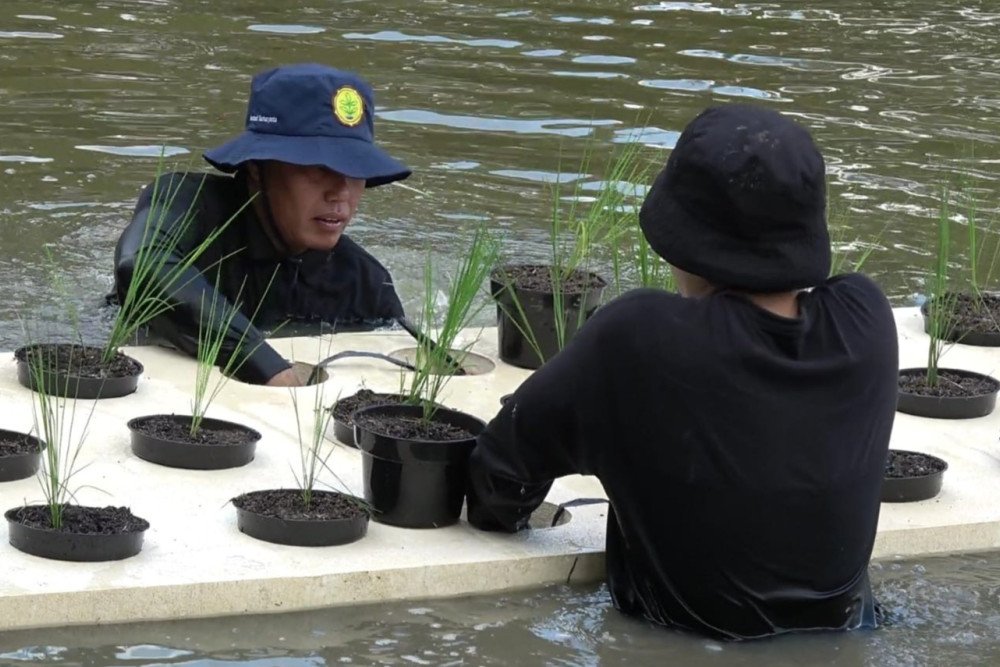 Jelajah Daulat Pangan 2025: Meneropong Potensi Padi Apung untuk Peningkatan Produksi Sumsel