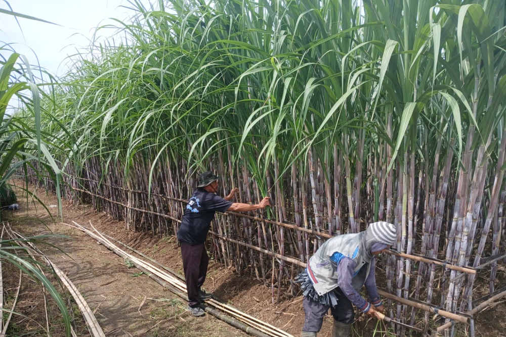  Jelajah Daulat Pangan 2025: Tebu Jawa Tengah, Antara Sejarah Gemilang dan Tantangan ke Depan