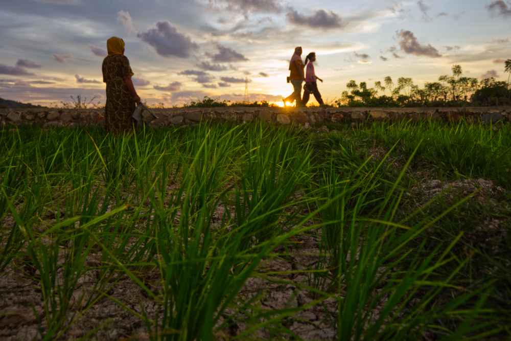  Terkendala Persyaratan, Bantuan Pertanian Belum Merata Didapatkan Petani di Sumbar