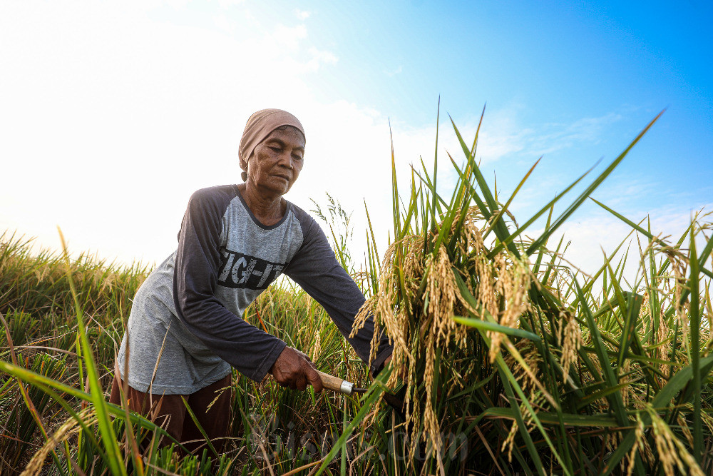  Panen Raya Juni-Juli, Cirebon Targetkan Produksi 528.824 Ton Gabah Kering Giling