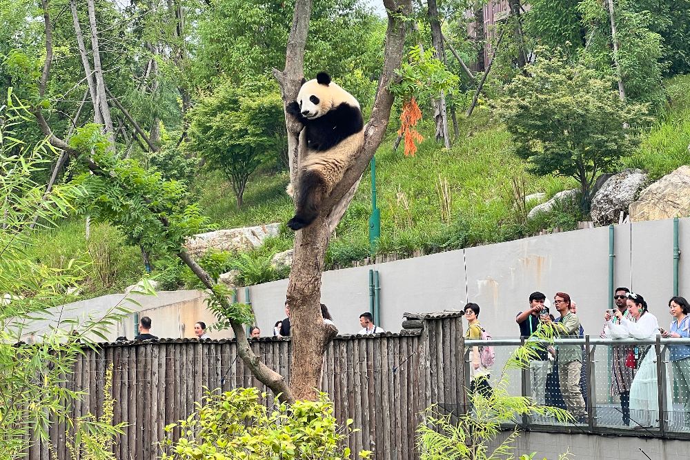  8 Destinasi Wisata Paling Hits di Chengdu China: Panda Base Camp hingga Jiuzhaighou
