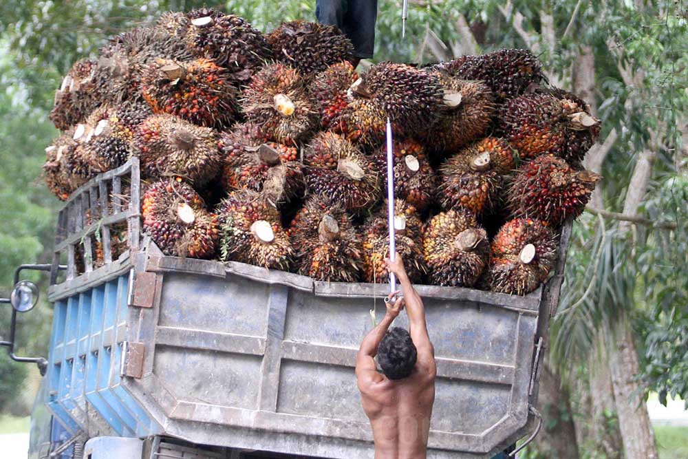  Harga Sawit Riau Turun jadi Rp3.278,81 per Kilogram Pekan Ini