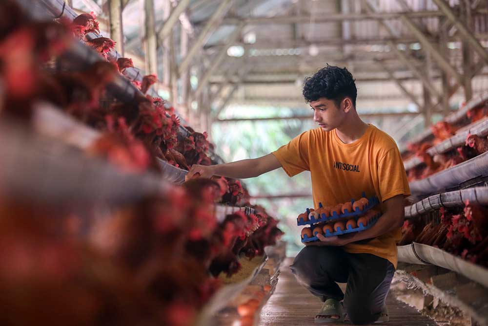  Indonesia Membutuhkan 100 Juta Ayam Petelur Untuk Memenuhi Program MBG