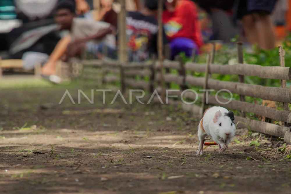  Unik! Tradisi Balap Marmot di Lumajang untuk Sambut Musim Kemarau
