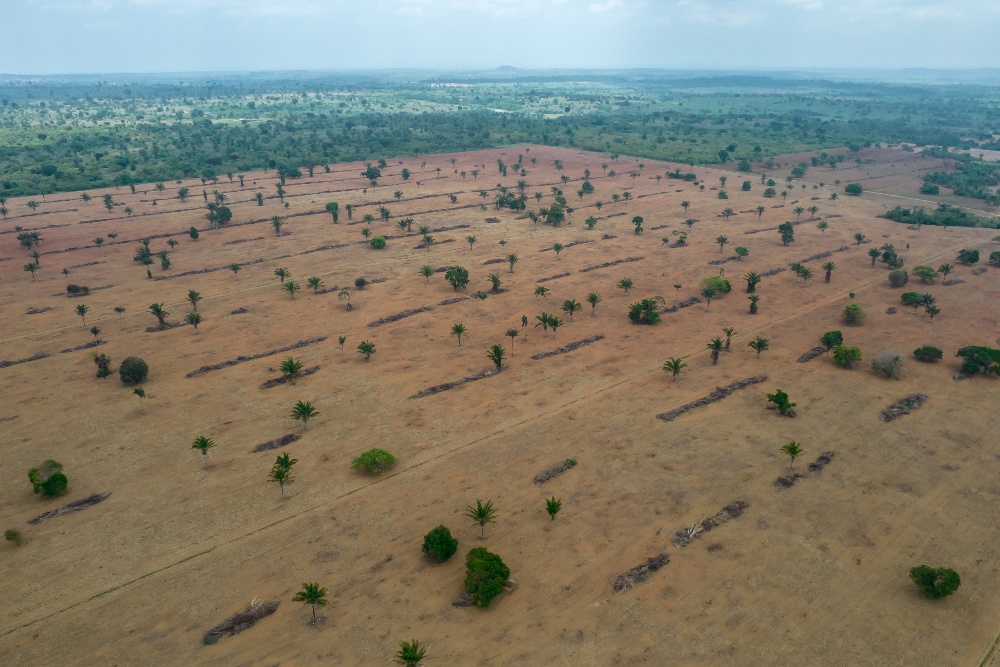  Koalisi Pemilik Aset Senilai US$9,5 Triliun Targetkan Portofolio Bebas Deforestasi