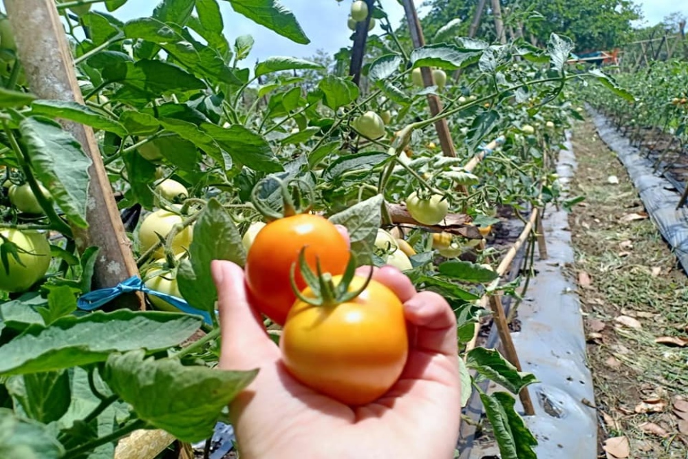  Catat! Ini 5 Makanan Super yang Bisa Kurangi Risiko Penyakit Jantung