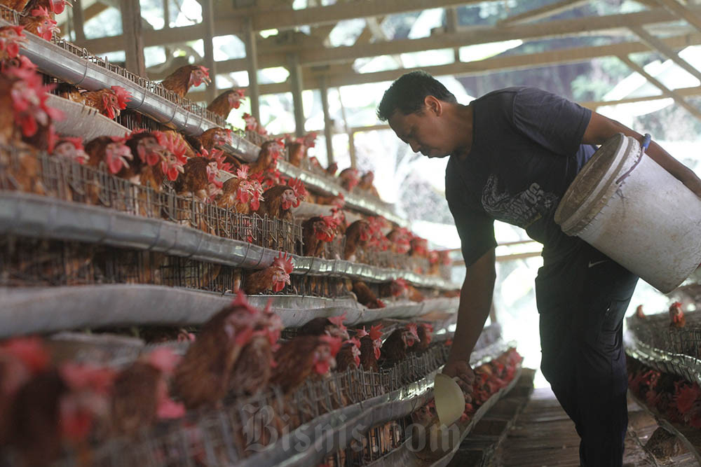  Peternak Blak-blakan Harga Ayam Anjlok Drastis Setelah Lebaran 2025