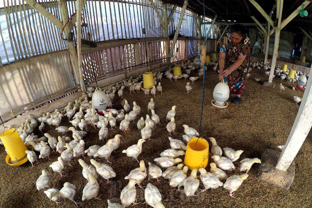  HPP Ayam Hidup jadi Rp18.000 per Kg, Pengusaha: Belum Untung, Tapi Tak Merugi