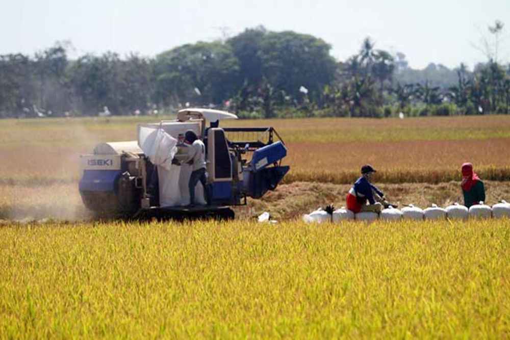  Produksi Padi Sulsel Sudah Capai 2,54 Juta Ton, Meningkat 20,53%