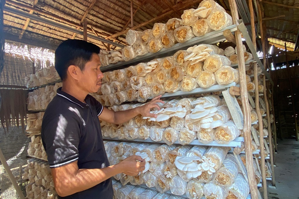  Peluang Pasar Terbuka Lebar, Pengusaha Jamur Tiram Palembang Genjot Produksi