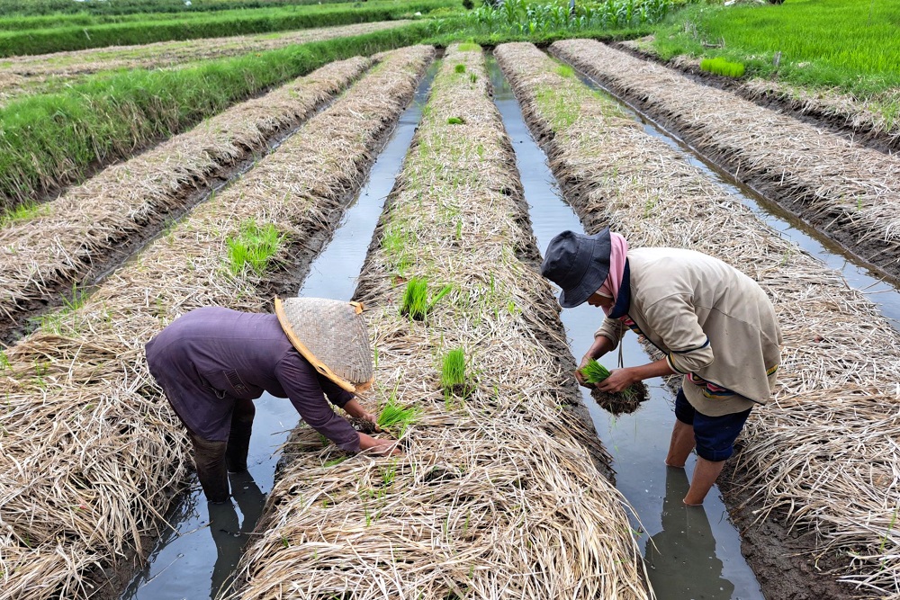  Sawah Pokok Murah Jadi Lokomotif Peran Sumbar dalam Ketahanan Pangan Nasional