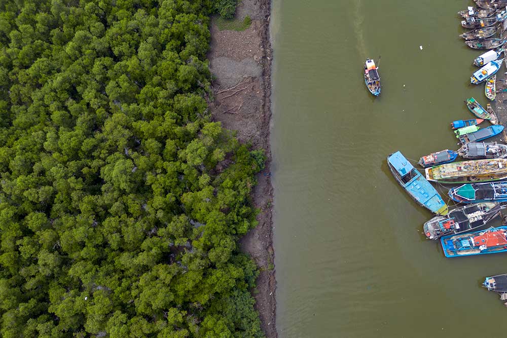  Kementerian Lingkungan Hidup Akan Merehabilitasi 200 Hektare Hutan Mangrove di Indramayu