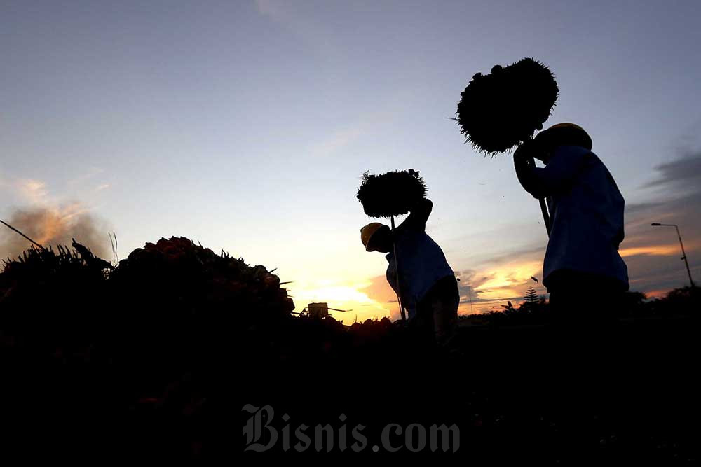  Harga Sawit Riau Pekan Ini Turun ke Level Rp3.269,95 per Kilogram