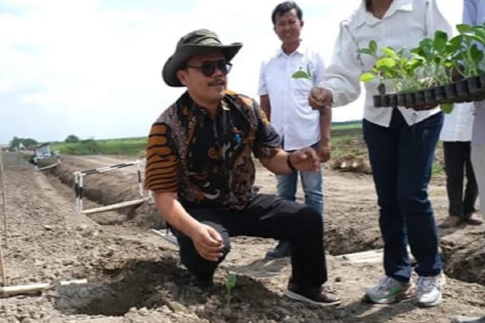  PTPN 1 Regional 1 Siapkan 20 Hektare Lahan, Hidupkan Kembali Tembakau Deli