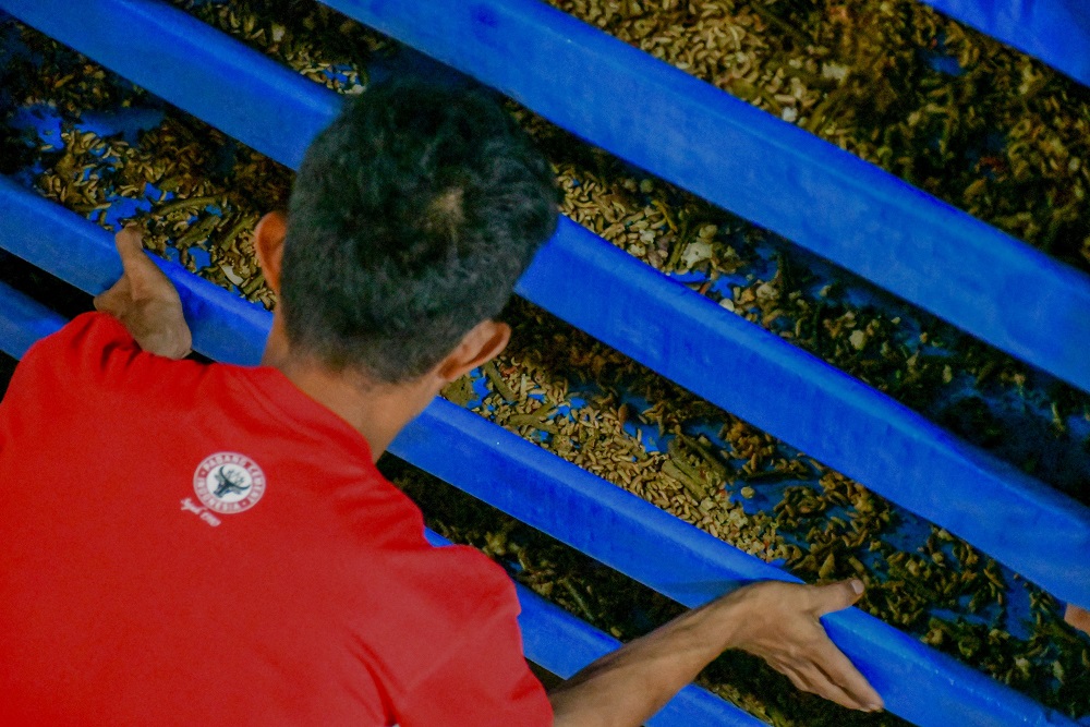  Koperasi Desa Merah Putih di Padang Budi Daya Maggot dan Kelolah Sampah