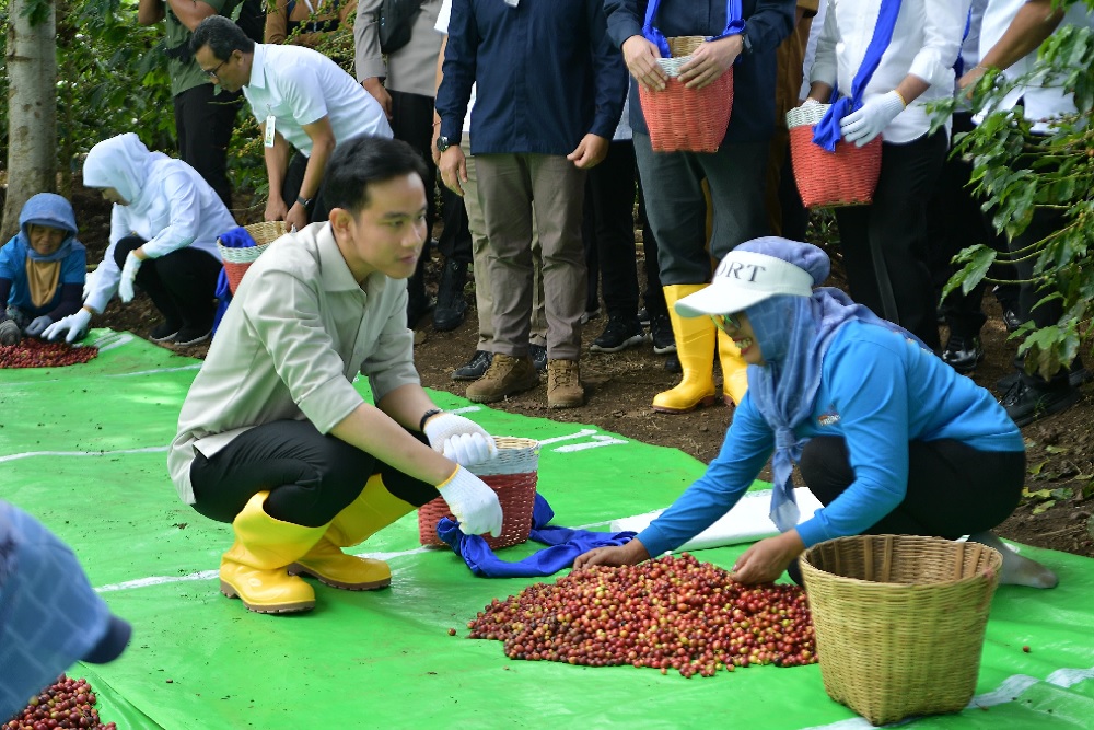  Dukung Kebangkitan Kopi, PTPN I Dorong Ekspansi di Lereng Ijen
