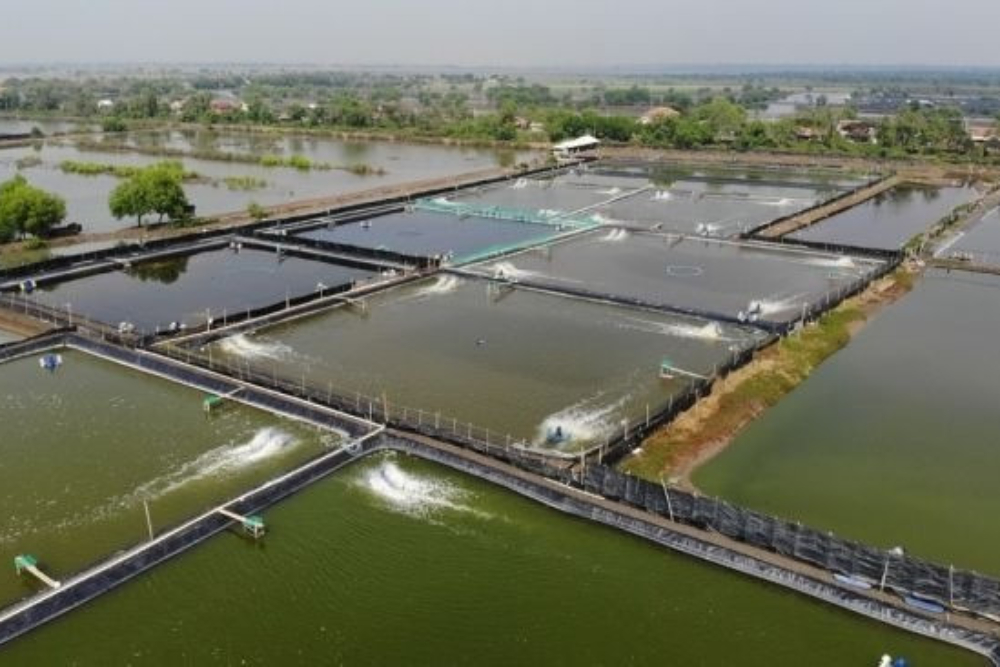  KKP Bakal Libatkan Agrinas Jaladri di Proyek Revitalisasi 20.000 Ha Tambak di Jabar
