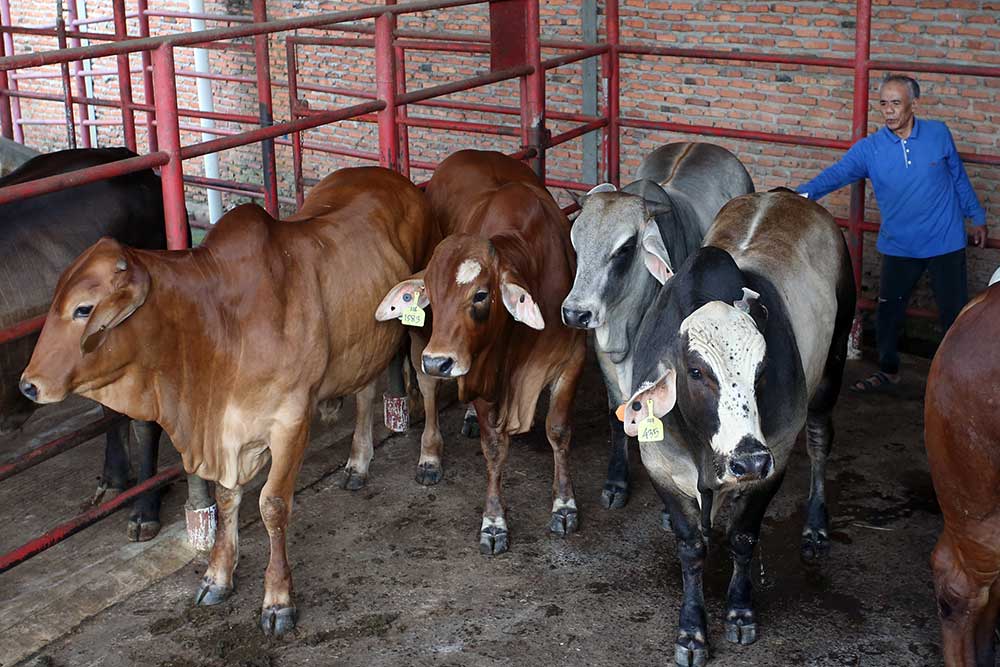  Pemerintah Tidak Lagi Berlakukan Batasan Kuota Impor Sapi Hidup