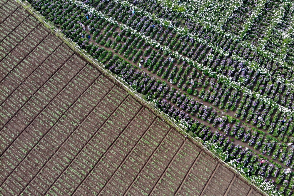  Wisata Ladang Bunga Hortensia