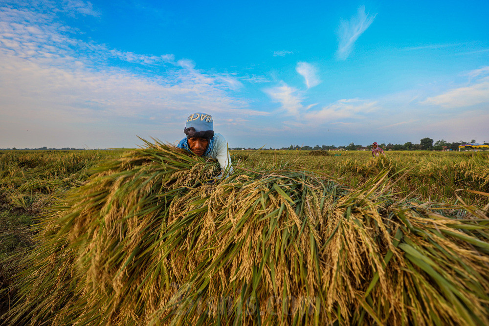  Pedagang Beras Disebut Makin Tertekan, HET Stagnan Harga Gabah Naik